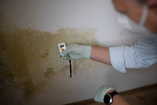 Mold Odor Removal Services in Oakwood, IL